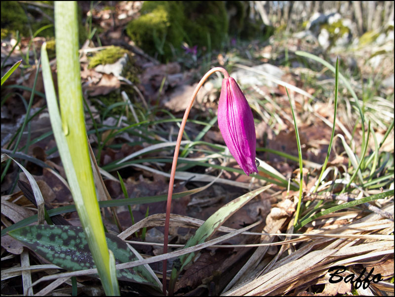 Erythronium  dens-canis